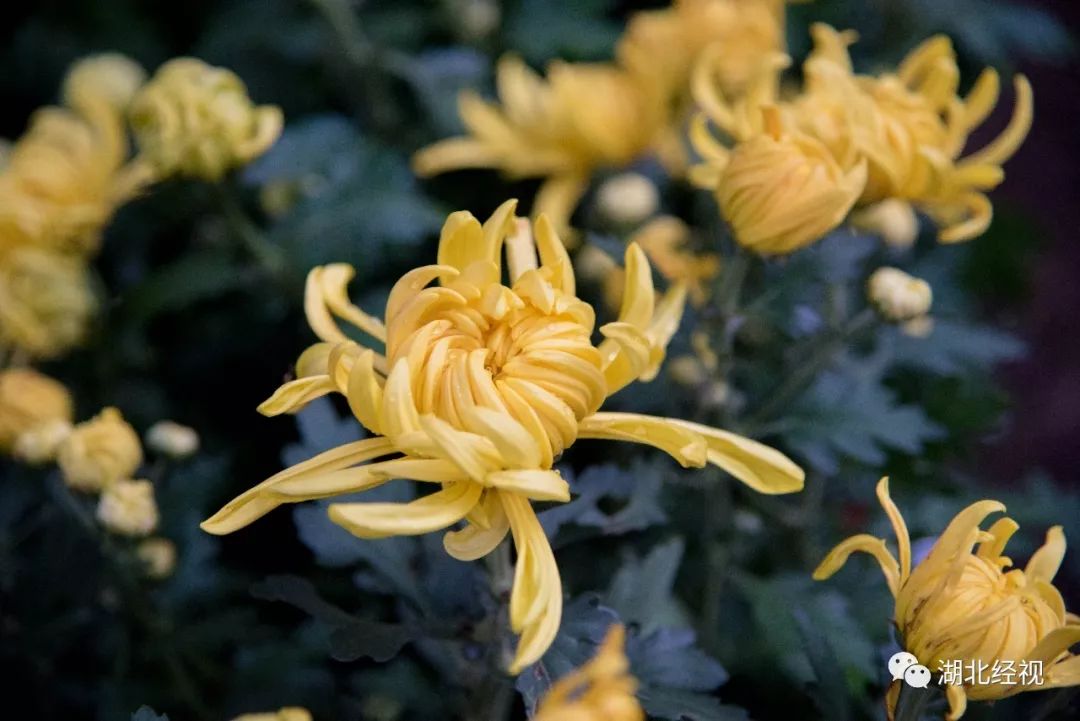 武汉周边最美秋天,武汉秋景最好的地方