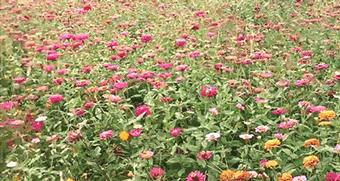 武汉周边最美秋天,武汉秋景最好的地方