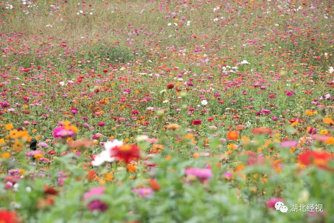 武汉周边最美秋天,武汉秋景最好的地方