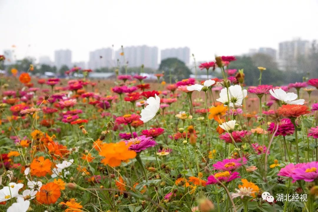 武汉周边最美秋天,武汉秋景最好的地方