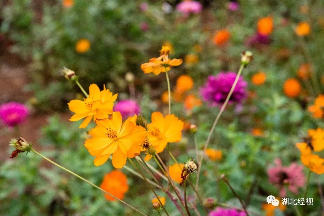 武汉周边最美秋天,武汉秋景最好的地方