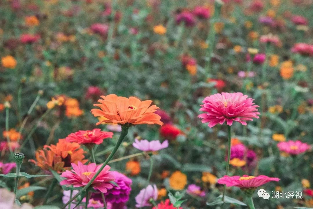 武汉周边最美秋天,武汉秋景最好的地方