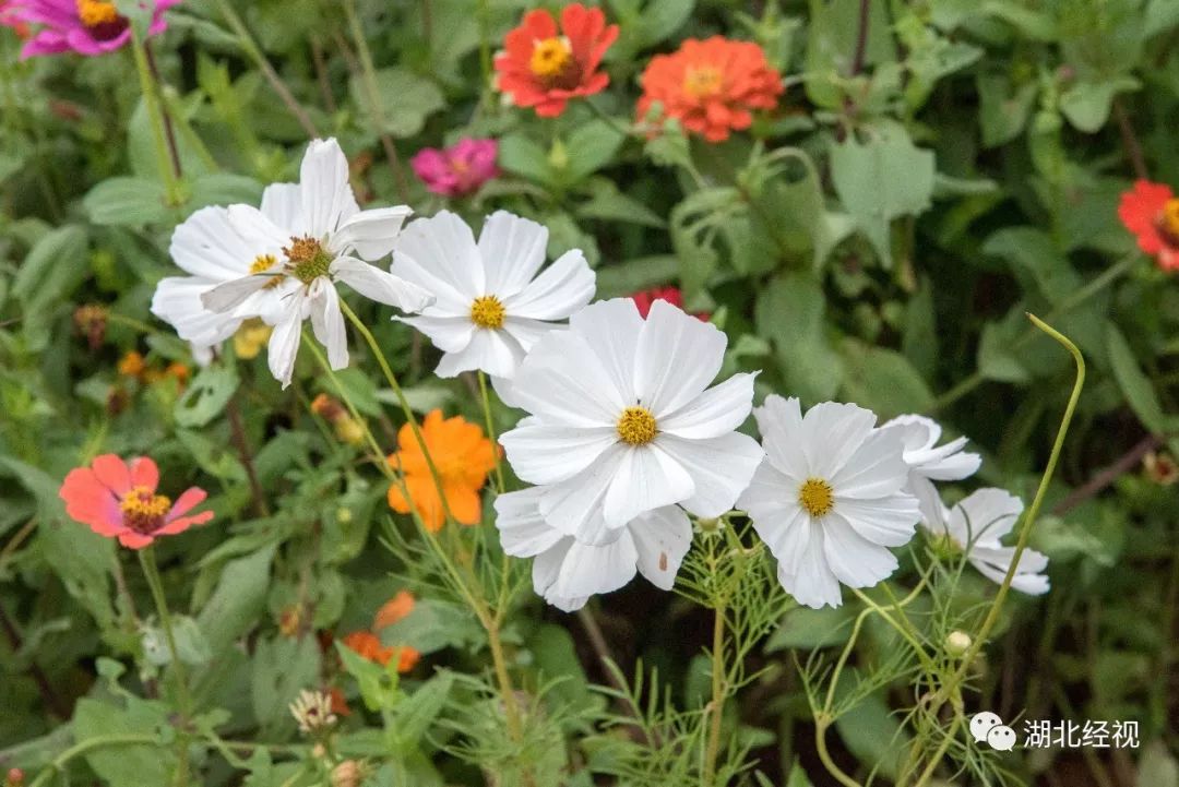 武汉周边最美秋天,武汉秋景最好的地方