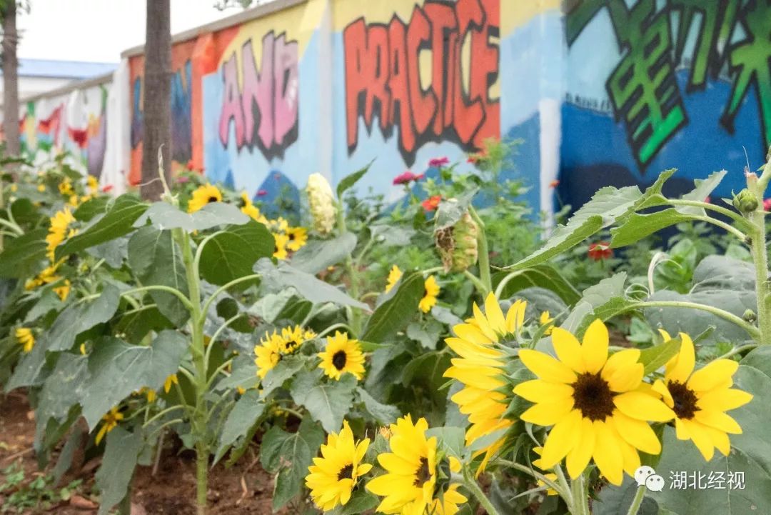 武汉周边最美秋天,武汉秋景最好的地方