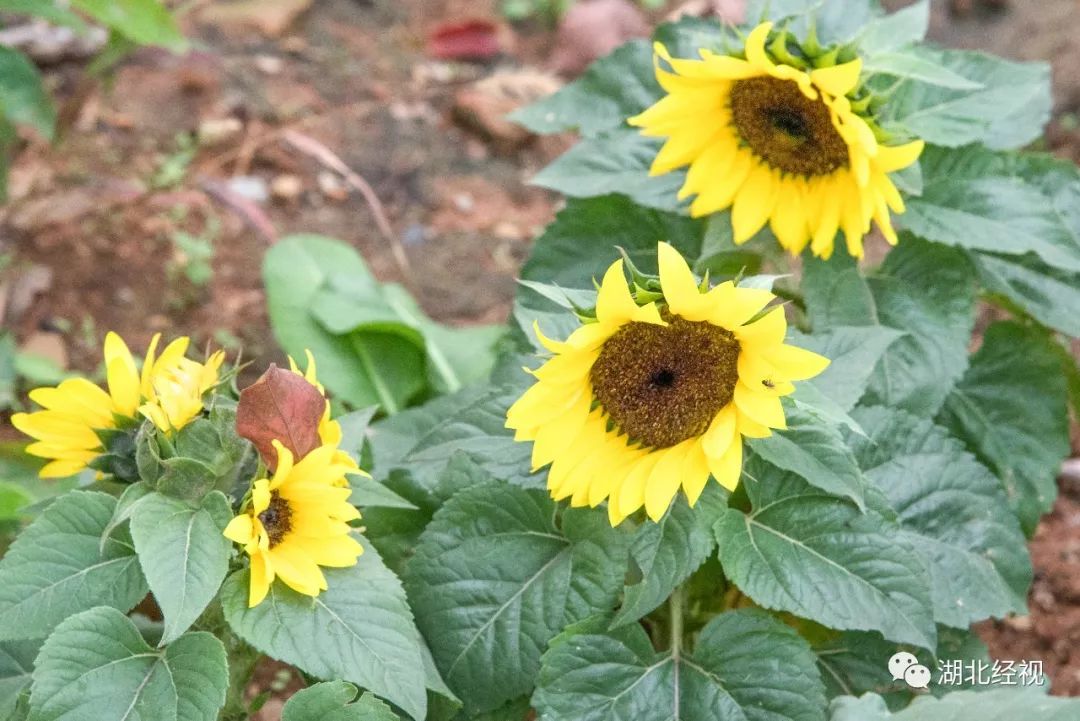 武汉周边最美秋天,武汉秋景最好的地方