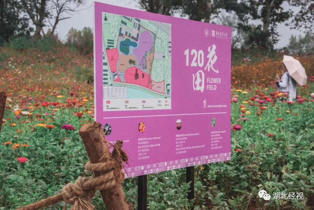 武汉周边最美秋天,武汉秋景最好的地方