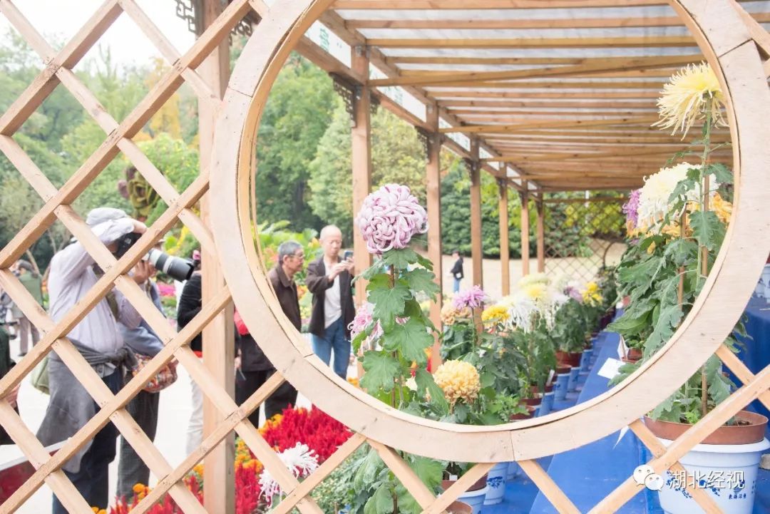 武汉周边最美秋天,武汉秋景最好的地方