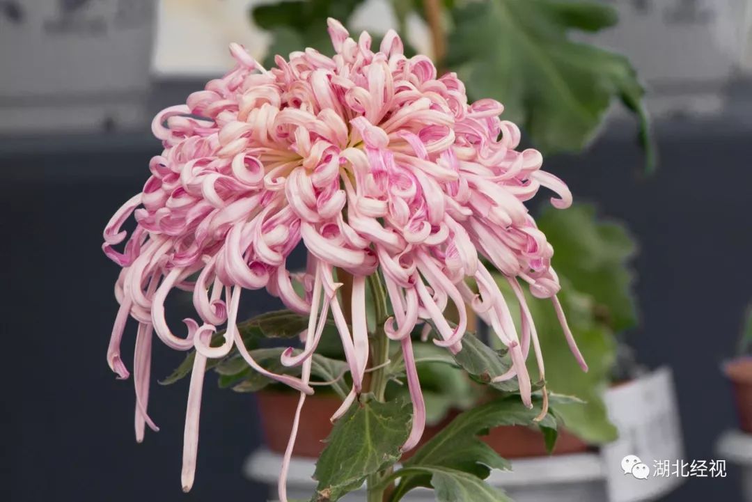 武汉周边最美秋天,武汉秋景最好的地方