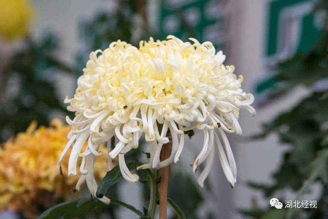 武汉周边最美秋天,武汉秋景最好的地方