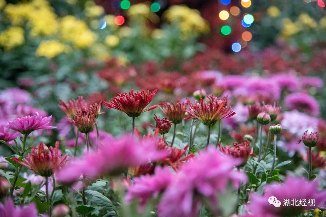 武汉周边最美秋天,武汉秋景最好的地方