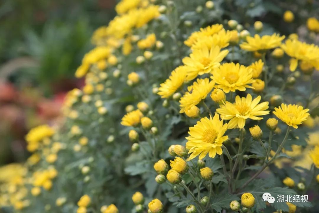 武汉周边最美秋天,武汉秋景最好的地方