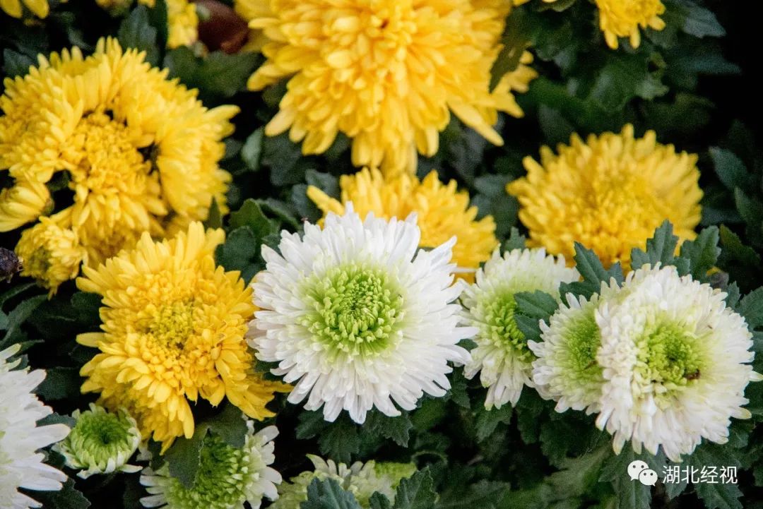 武汉周边最美秋天,武汉秋景最好的地方