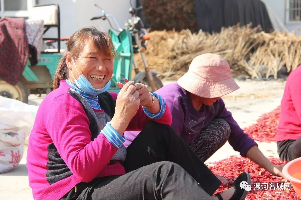 临颍王岗镇中国辣椒第一镇,临颍县辣椒基地