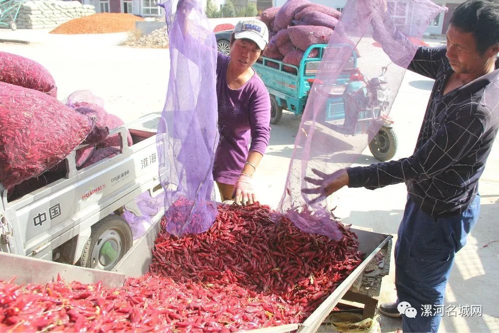 临颍王岗镇中国辣椒第一镇,临颍县辣椒基地