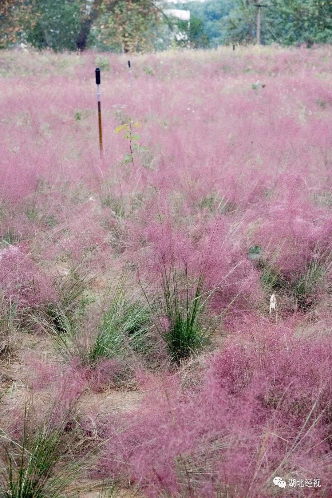 武汉周边最美秋天,武汉秋景最好的地方