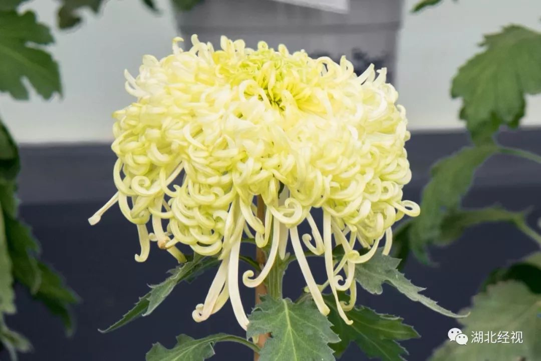 武汉周边最美秋天,武汉秋景最好的地方