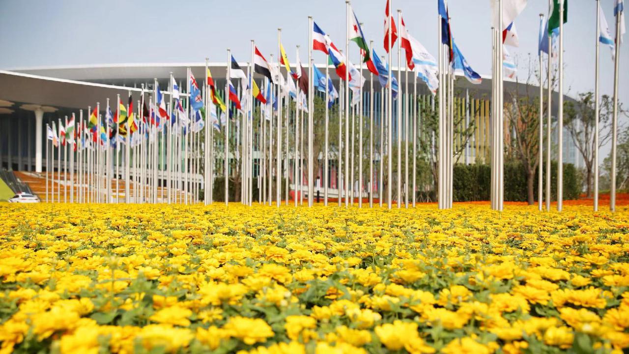 60万株大花百日草、800块七彩格栅板、近万盏LED灯……“四叶草”盛装喜迎八方宾客