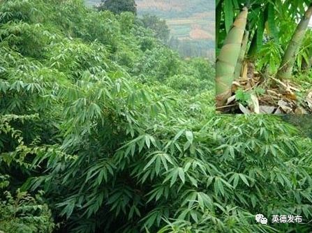 「关注」英德这件“宝”火了!出口货值达5600多万美元!占全省同类产品出口额七成!