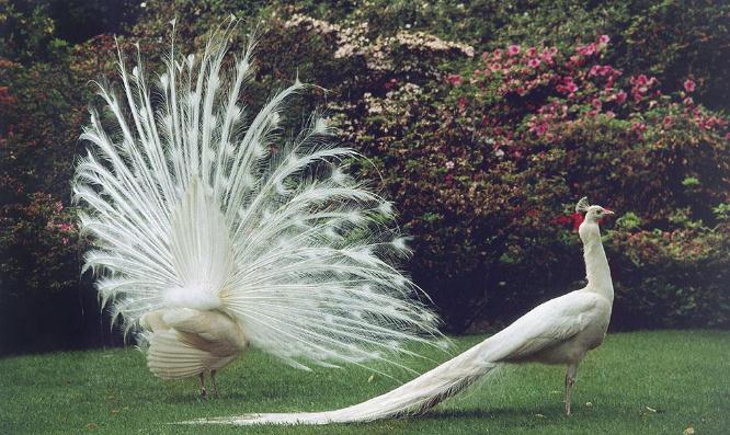 养殖孔雀致富能人,养殖孔雀一只投资多少