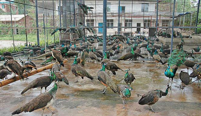 养殖孔雀致富能人,养殖孔雀一只投资多少