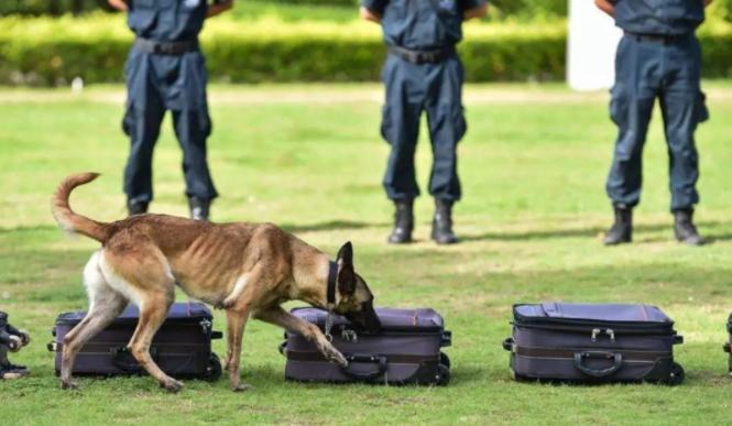 夫妻带走“放风警犬”被问罪，偷犬还是救犬得分清