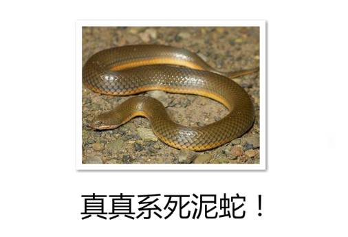 牛鬼蛇神简单的说法,牛鬼蛇神粤语怎么说