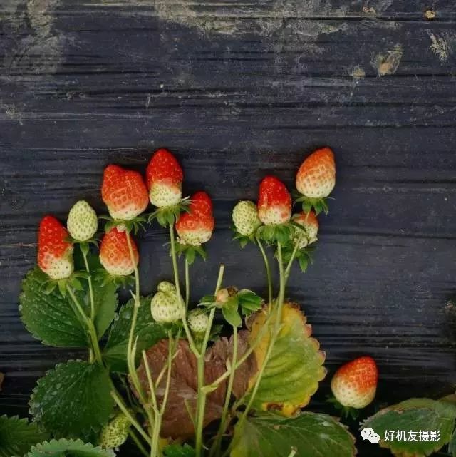 手机摄影制作教程最新热门作品,手机摄影制作与你共享