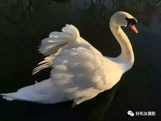 手机摄影制作教程最新热门作品,手机摄影制作与你共享