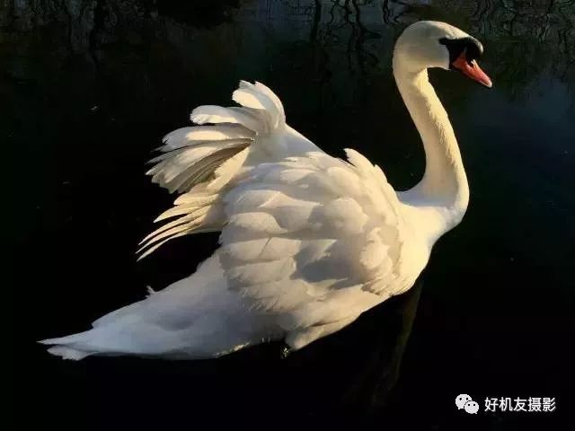 手机摄影制作教程最新热门作品,手机摄影制作与你共享