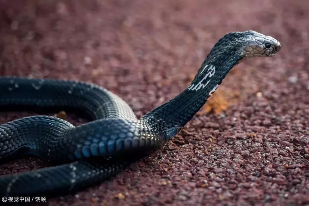 刷爆今天池州人朋友圈的舟山眼镜蛇,喜欢待在啥地方?专家这样说……