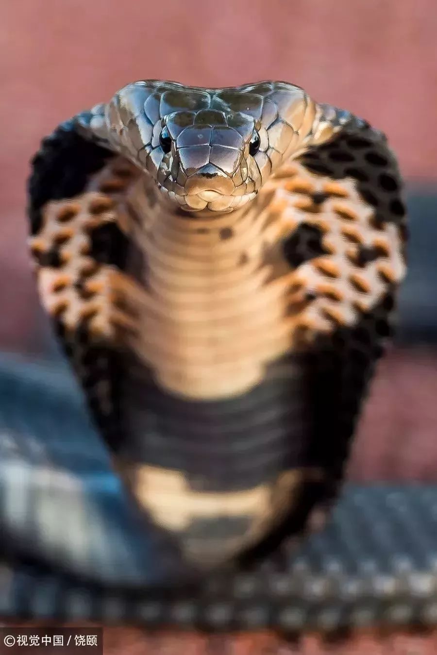 刷爆今天池州人朋友圈的舟山眼镜蛇,喜欢待在啥地方?专家这样说……
