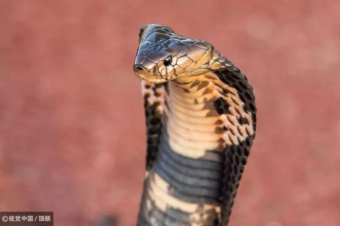 刷爆今天池州人朋友圈的舟山眼镜蛇,喜欢待在啥地方?专家这样说……