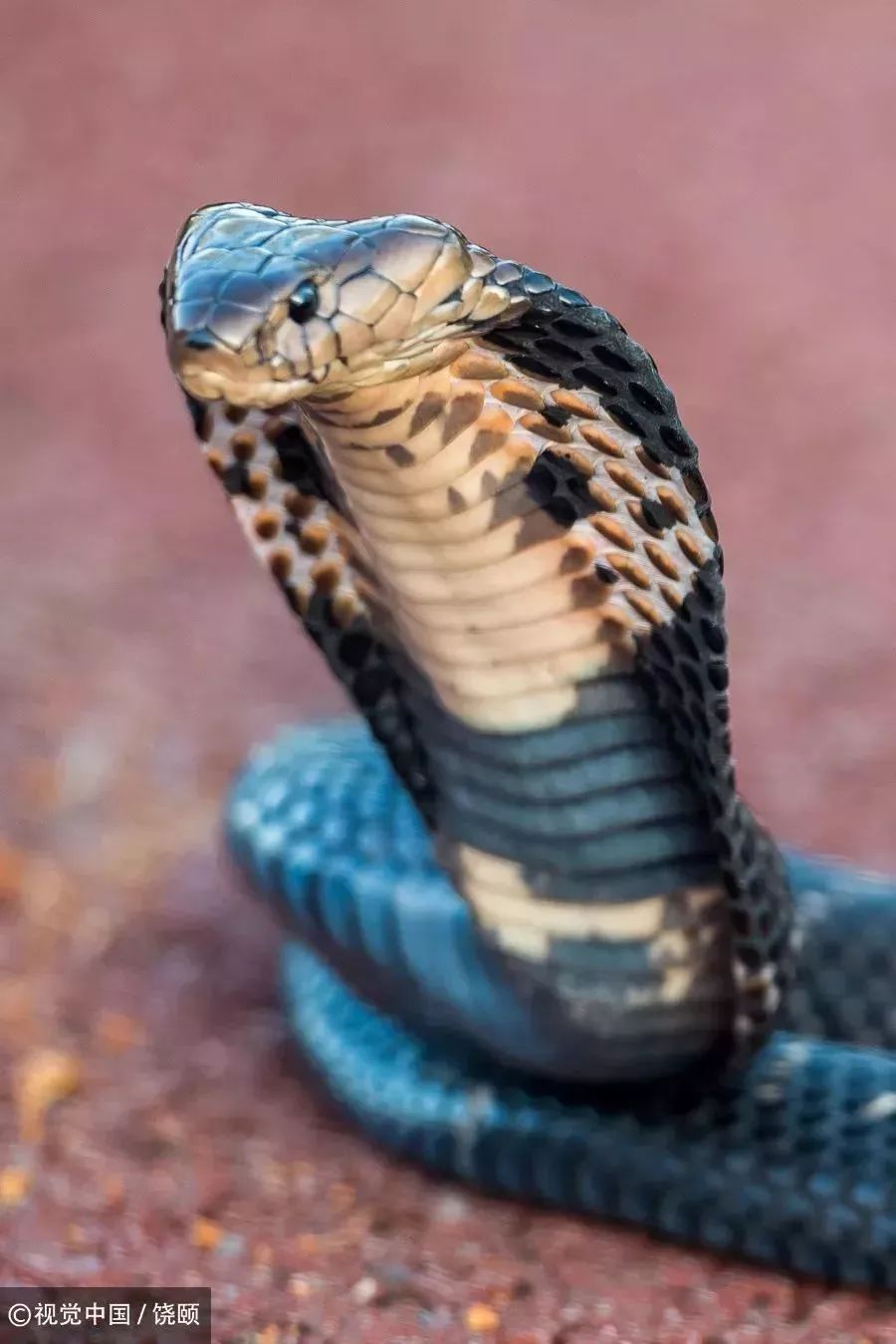 刷爆今天池州人朋友圈的舟山眼镜蛇，喜欢待在啥地方？专家这样说……