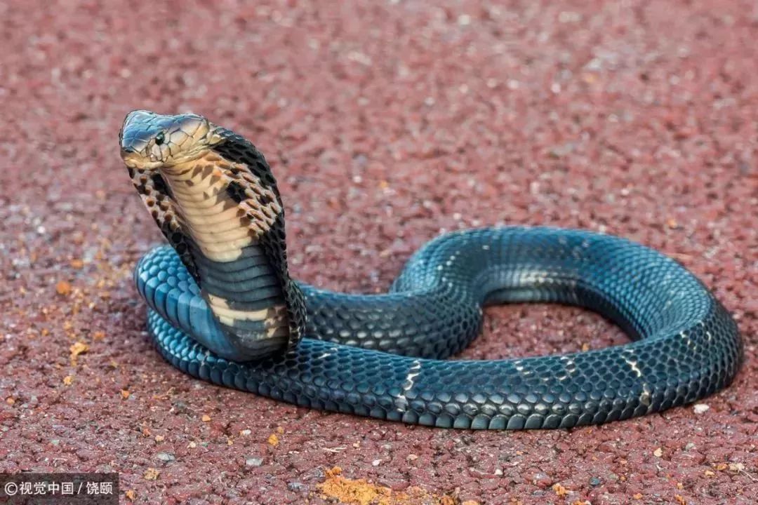 刷爆今天池州人朋友圈的舟山眼镜蛇,喜欢待在啥地方?专家这样说……