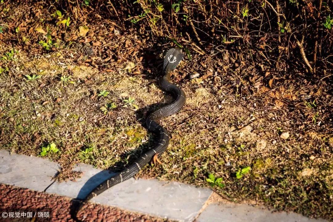 刷爆今天池州人朋友圈的舟山眼镜蛇,喜欢待在啥地方?专家这样说……