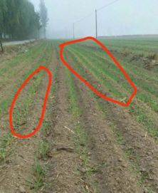 小麦刚出穗子倒了怎么办,小麦刚出苗叶发黄死棵咋回事