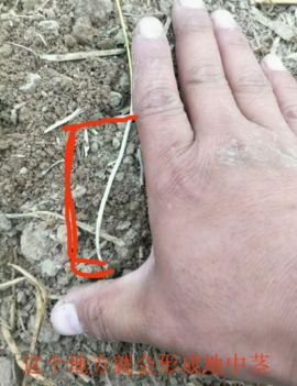 小麦刚出穗子倒了怎么办,小麦刚出苗叶发黄死棵咋回事