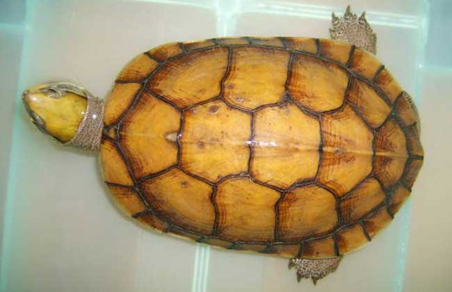 海南小金钱龟50克价格,金钱龟价格最新行情