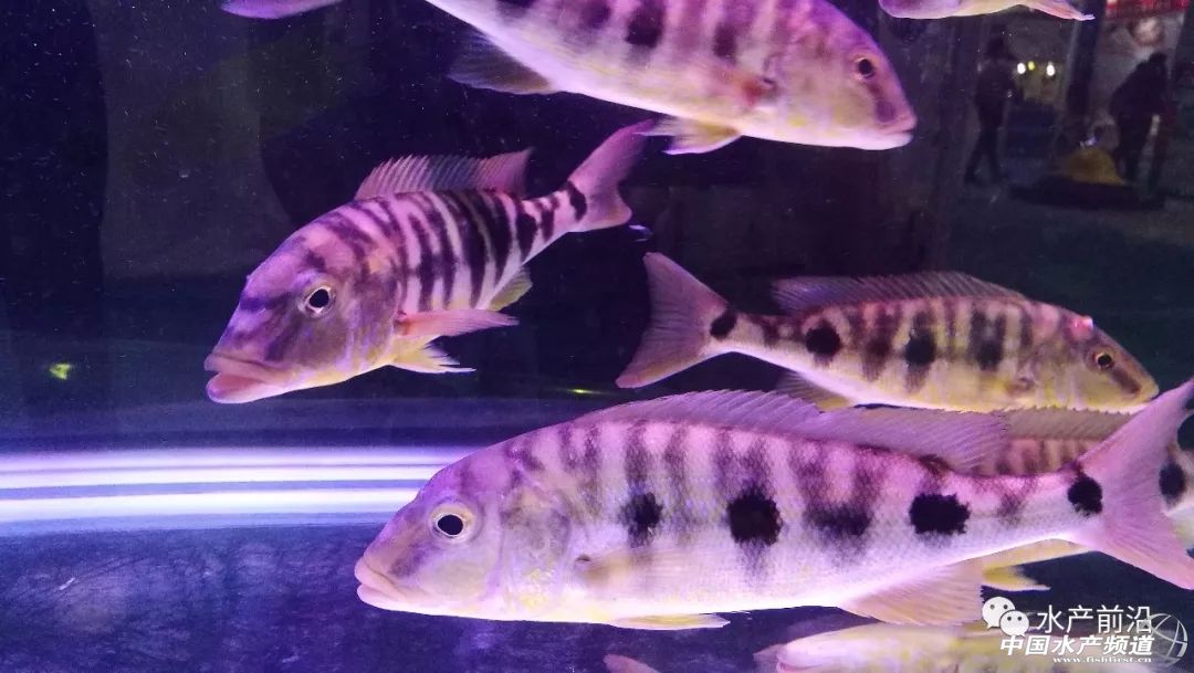 龙王鱼要多少钱一斤,龙王鱼慈鲷价格