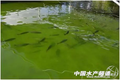 龙王鱼要多少钱一斤,龙王鱼慈鲷价格