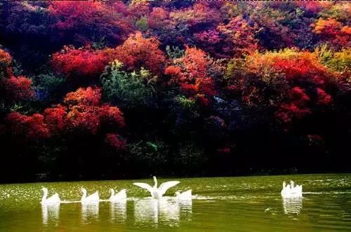 兄dei，你有一份最美赏红叶推荐请注意查收