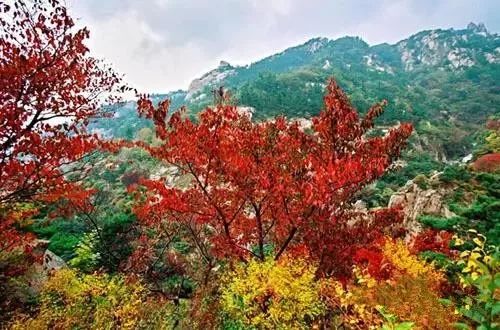 兄dei，你有一份最美赏红叶推荐请注意查收