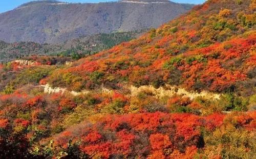 兄dei，你有一份最美赏红叶推荐请注意查收