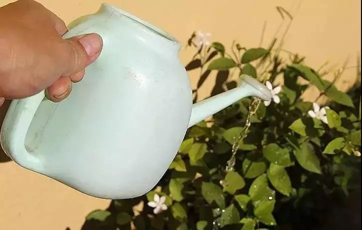 这几种过期药片别扔掉放到花盆里,用过期的药片能种花吗