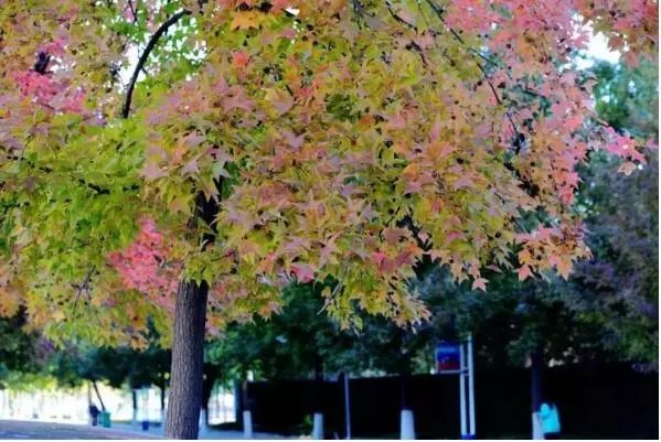 驻马店最美枫叶,驻马店香山红叶美景