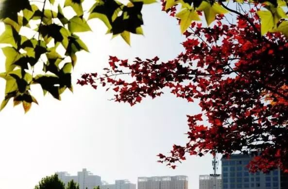 驻马店最美枫叶,驻马店香山红叶美景