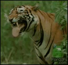 长颈鹿的角是犄角吗,长颈鹿的角