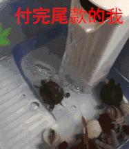 双十一排名最高的是哪一个,双十一排行榜前十名最好的品牌