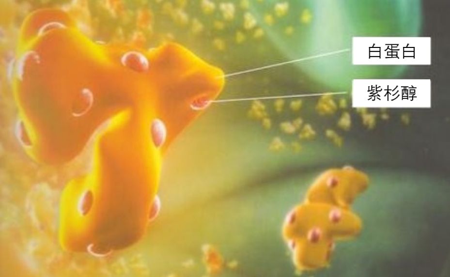 白蛋白紫杉醇化疗是p方案吗,白蛋白紫杉醇软膏