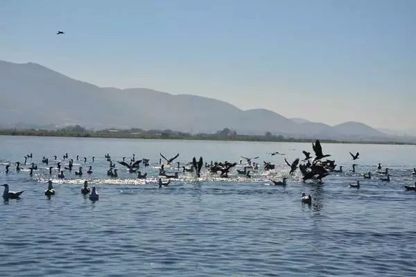 深圳迪拜飞机航线,深圳直飞迪拜航班有哪些